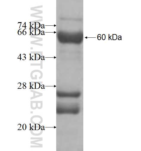 MRPL19 fusion protein Ag9738 SDS-PAGE