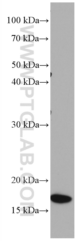 WB analysis of HEK-293 using 66595-1-Ig