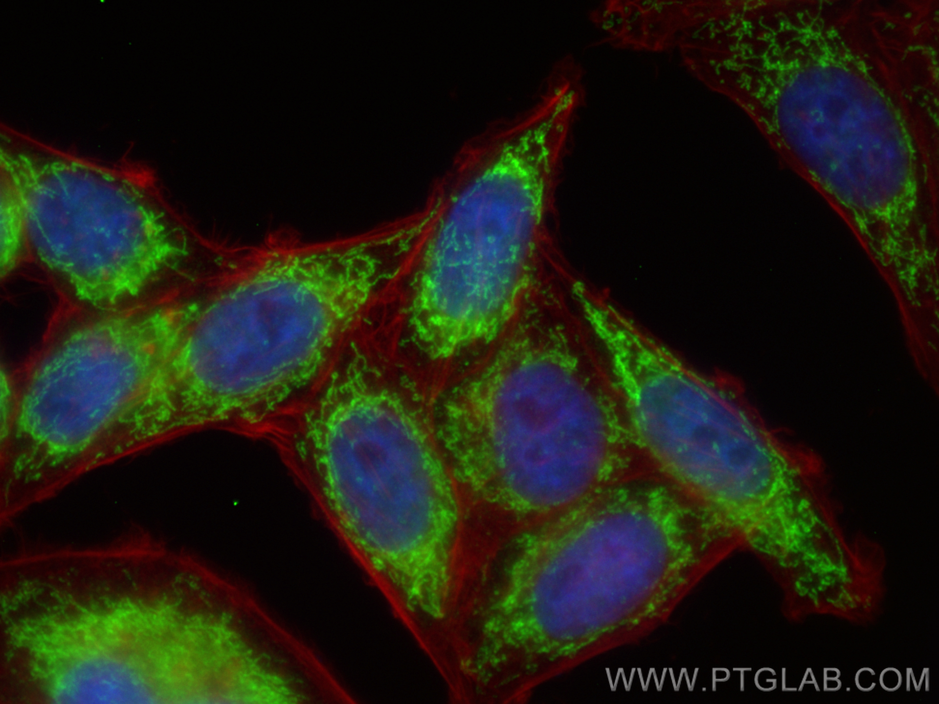 IF Staining of HepG2 using 27484-1-AP