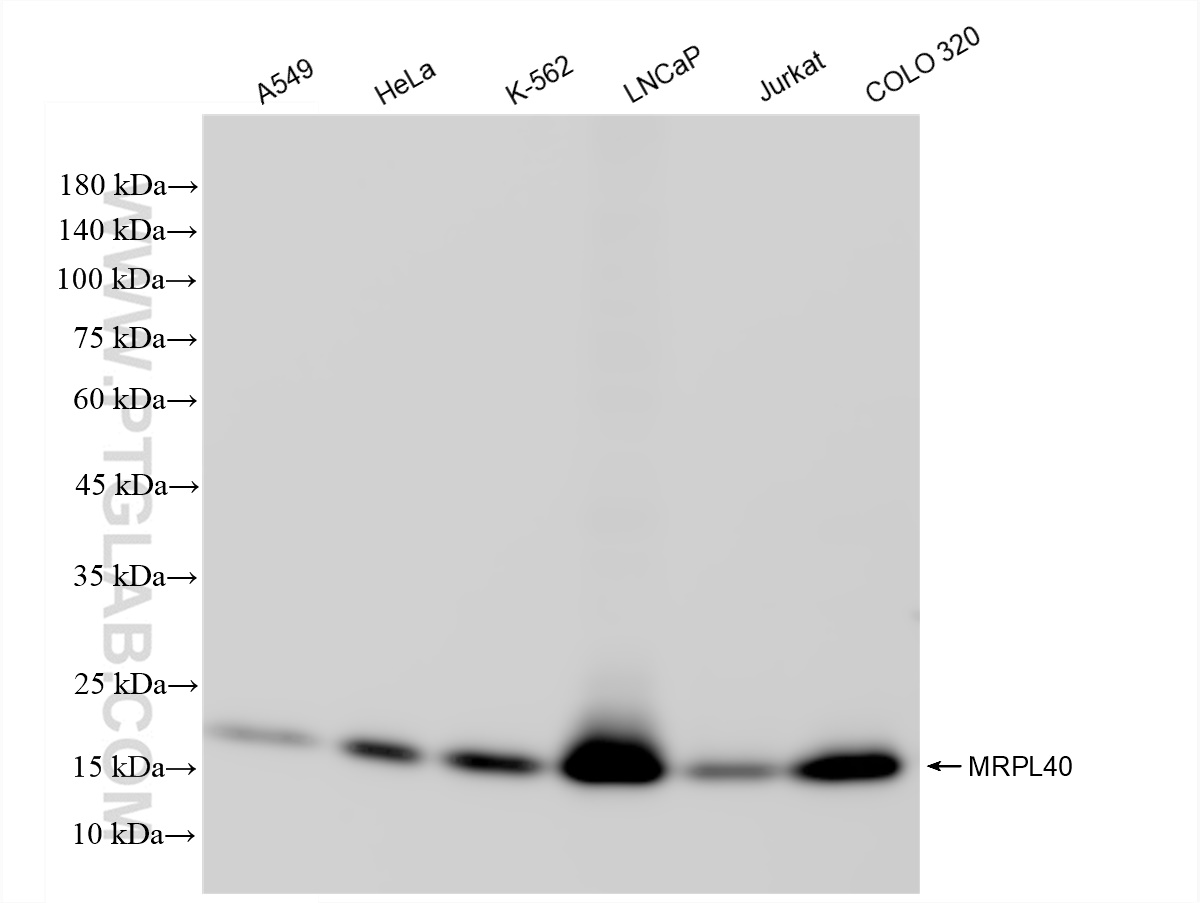 WB analysis using 83515-4-RR