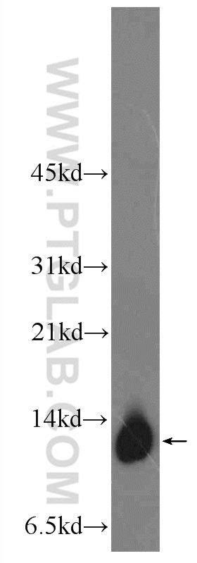 WB analysis of HEK-293 using 17679-1-AP