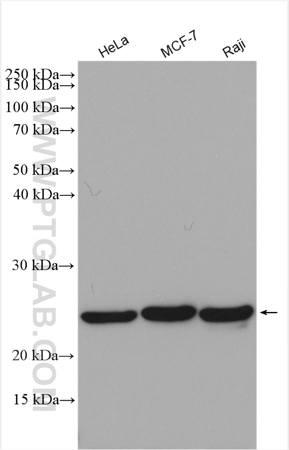 WB analysis using 17006-1-AP