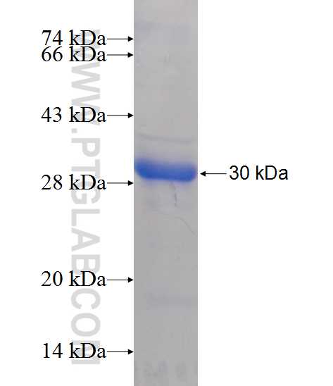 MRPS15 fusion protein Ag10943 SDS-PAGE