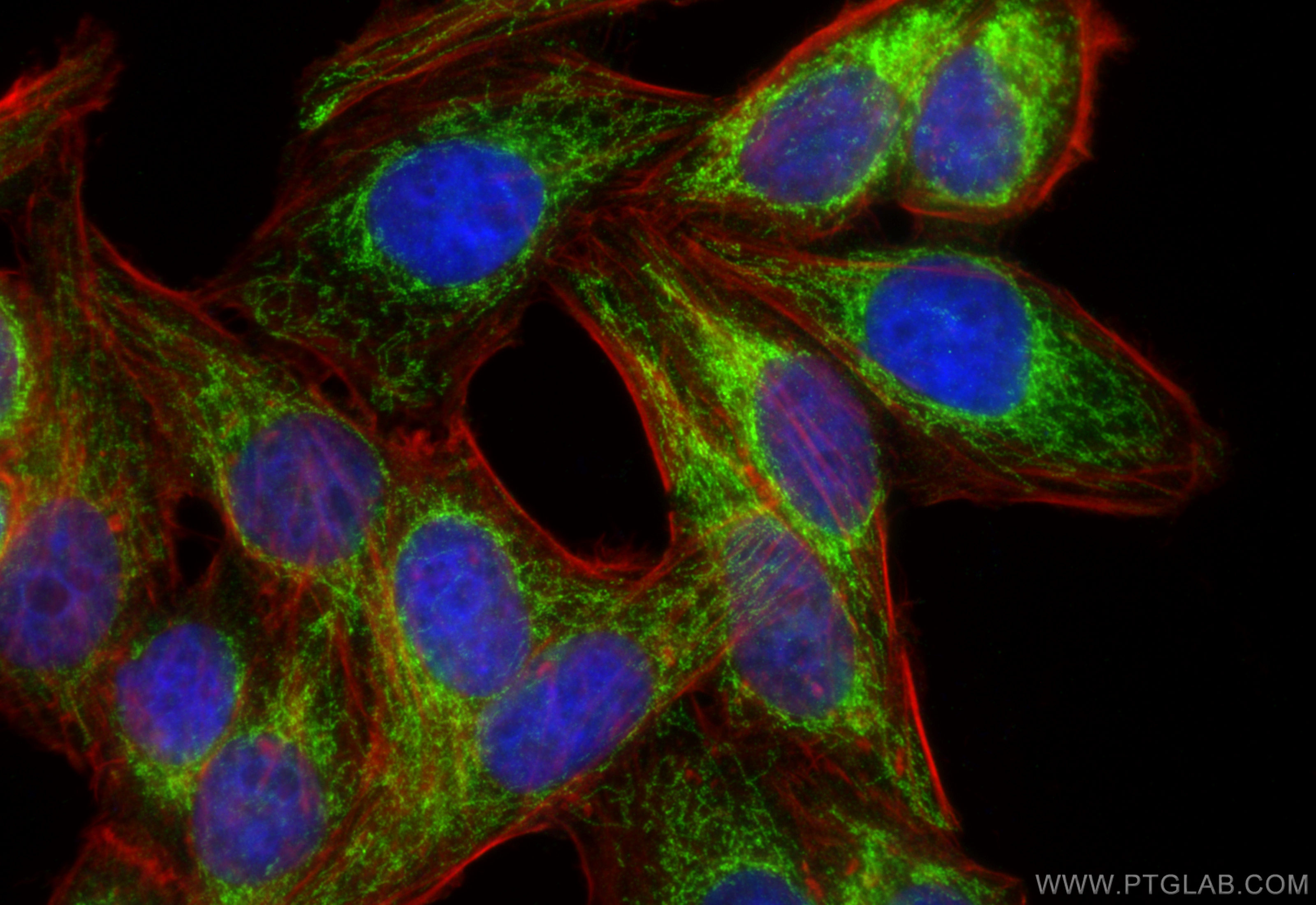 IF Staining of HepG2 using 16735-1-AP