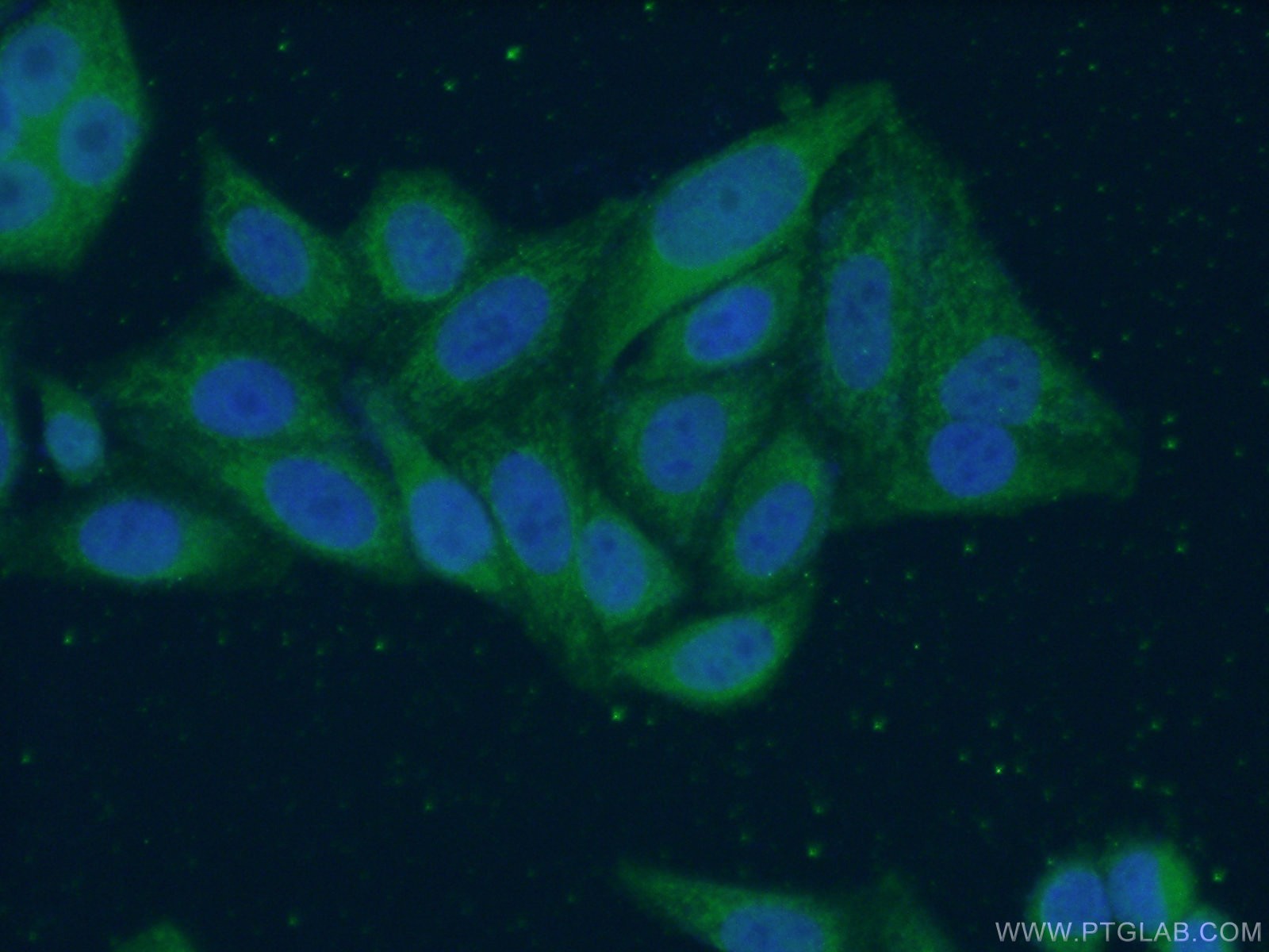 IF Staining of HepG2 using 16735-1-AP