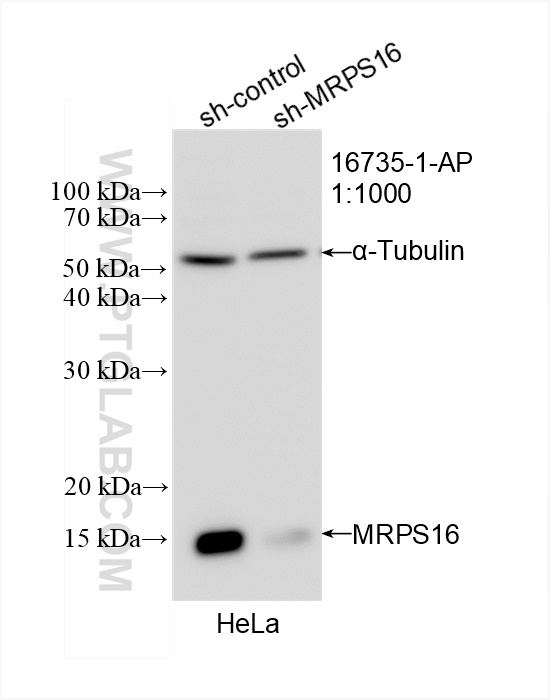 WB analysis of HeLa using 16735-1-AP