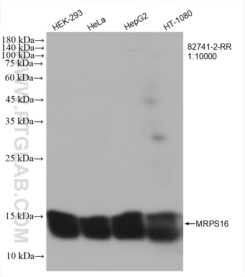 WB analysis using 82741-2-RR (same clone as 82741-2-PBS)