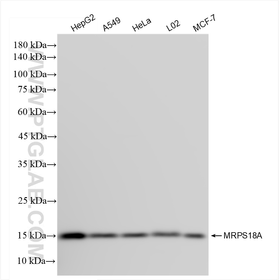 WB analysis using 84201-1-RR (same clone as 84201-1-PBS)