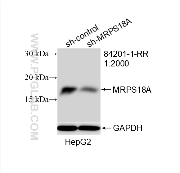 WB analysis of HepG2 using 84201-1-RR