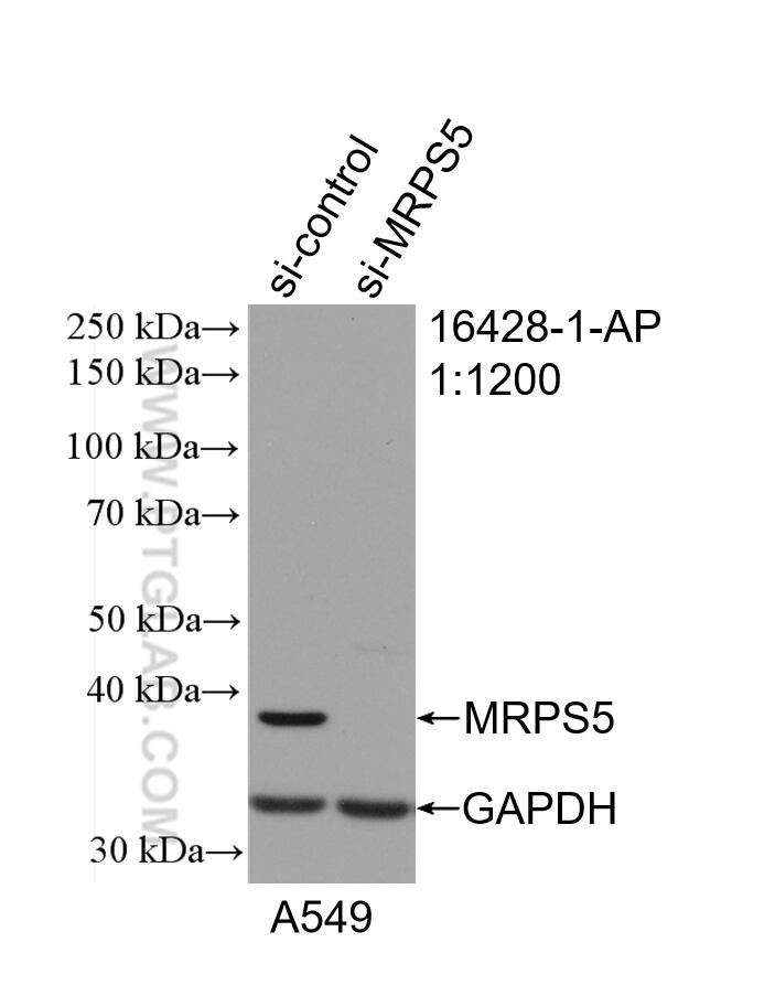 WB analysis of HeLa using 16428-1-AP