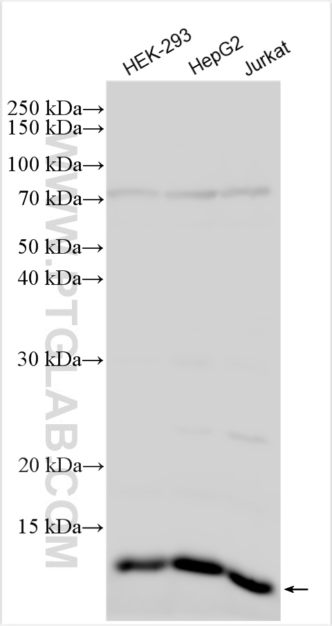 WB analysis using 16273-1-AP