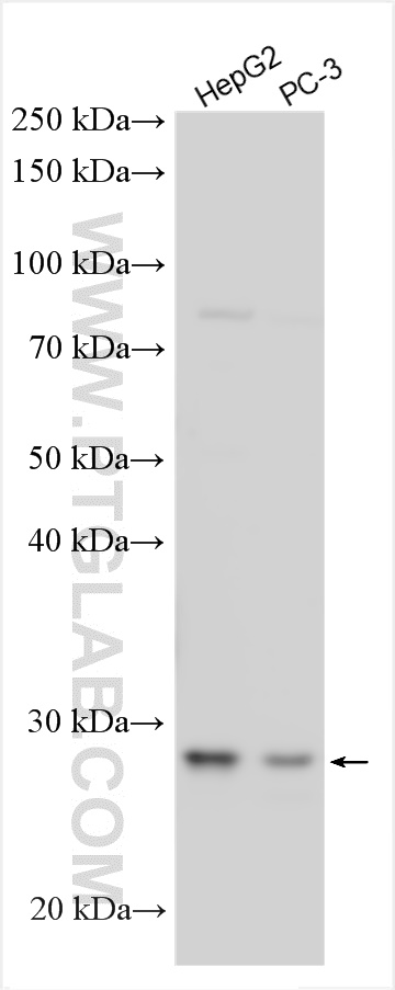 WB analysis using 26828-1-AP