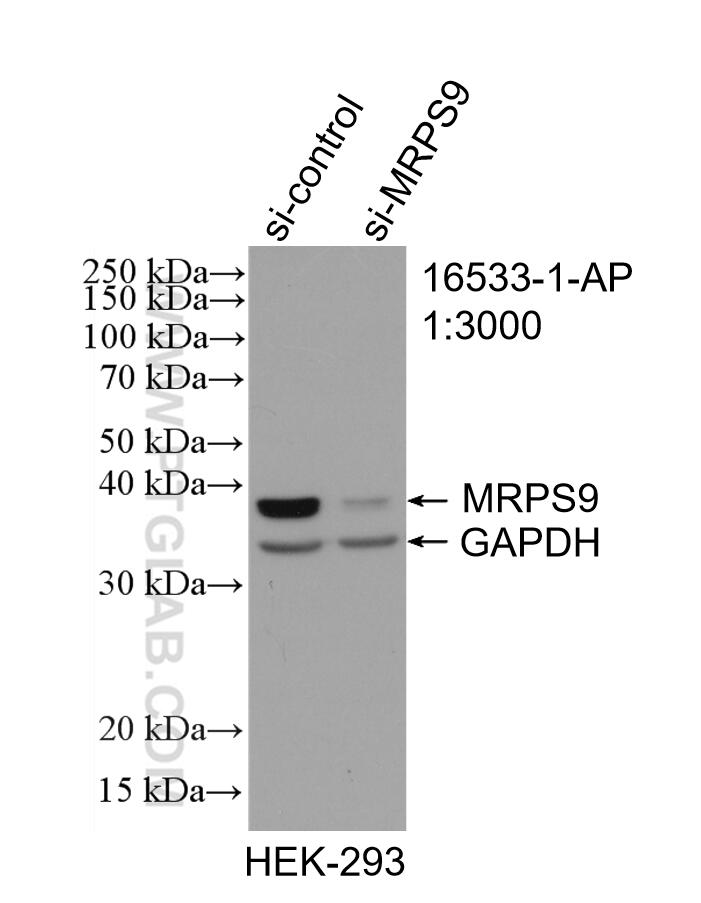 WB analysis of HEK-293 using 16533-1-AP