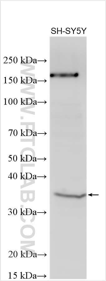 WB analysis using 13293-1-AP