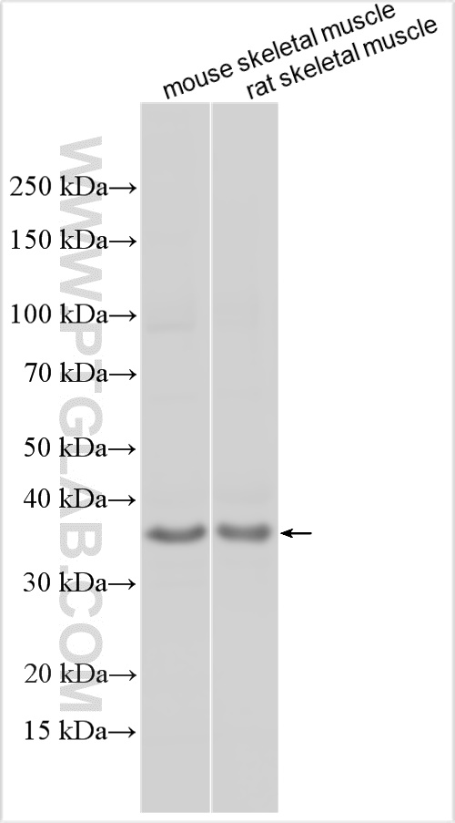 WB analysis using 13293-1-AP