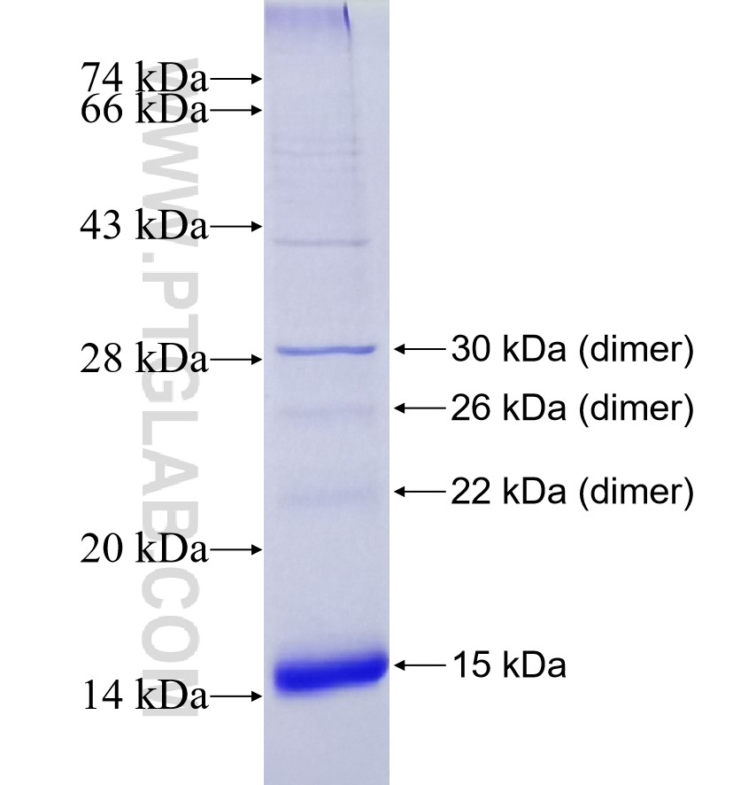 MS4A4A fusion protein Ag26212 SDS-PAGE
