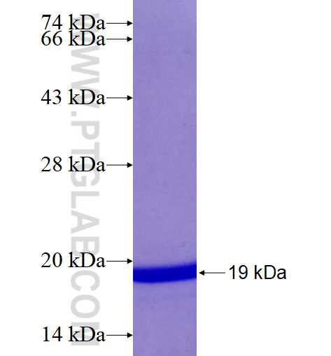 MSI1 fusion protein Ag17112 SDS-PAGE