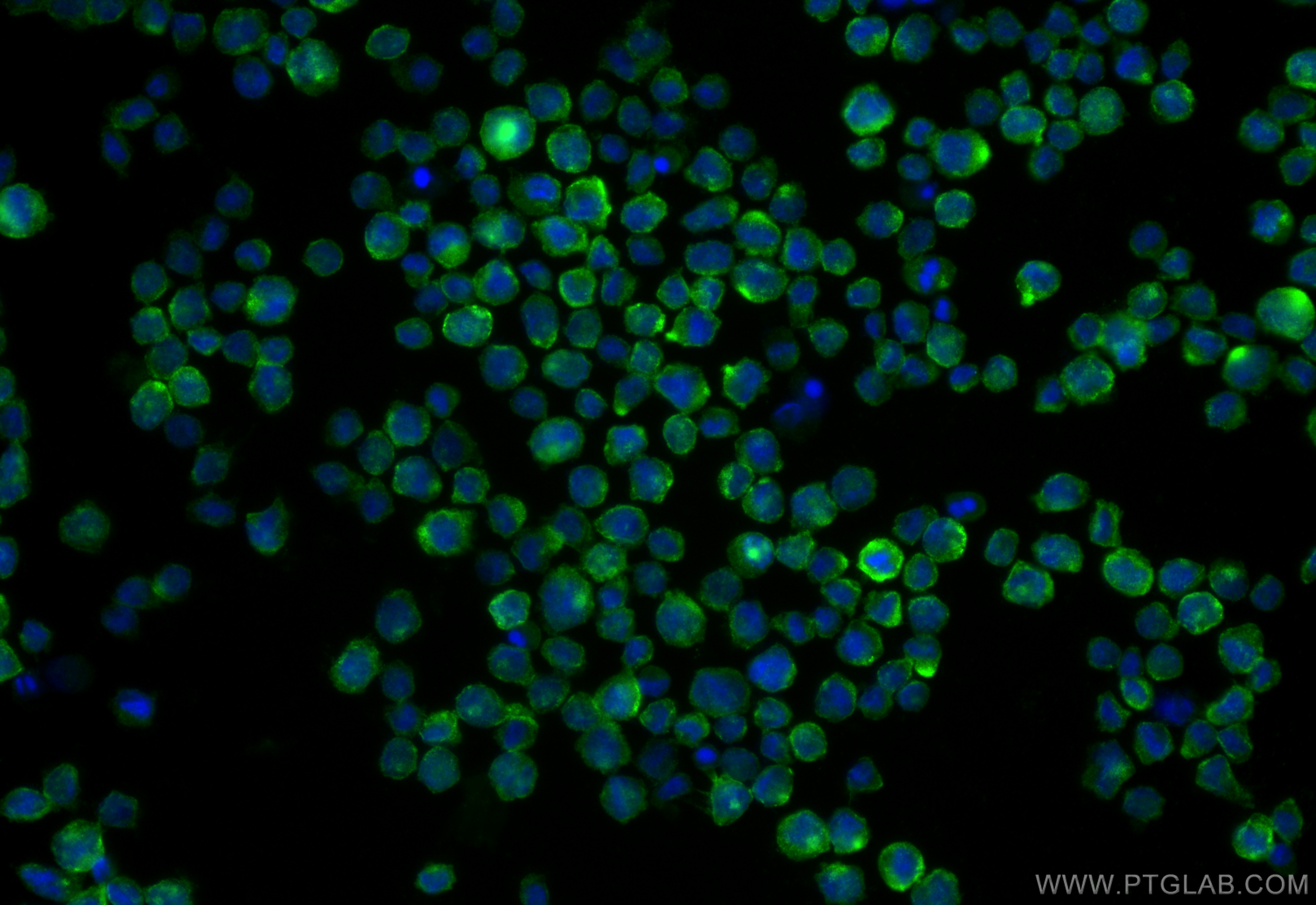 IF Staining of THP-1 using 83744-2-RR