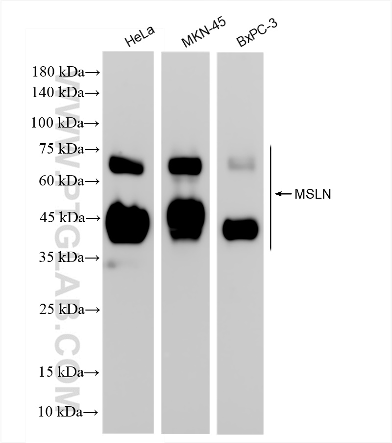 WB analysis using 83744-6-RR