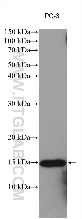 WB analysis using 19526-1-AP