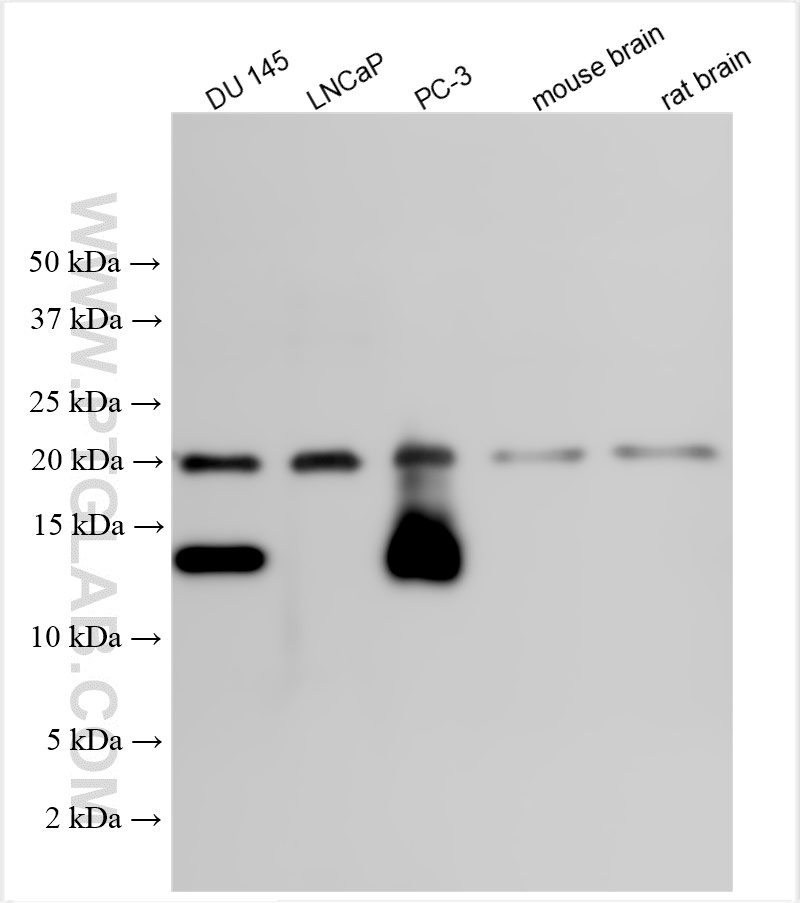 WB analysis using 19526-1-AP