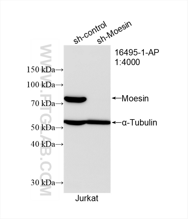 WB analysis of Jurkat using 16495-1-AP