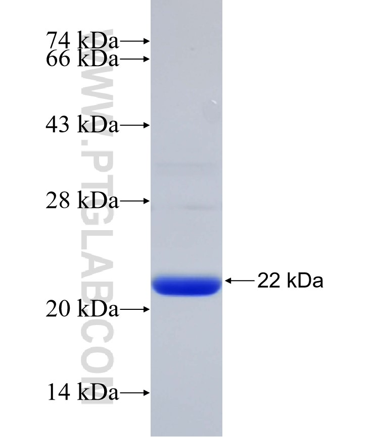 MSN fusion protein Ag23543 SDS-PAGE