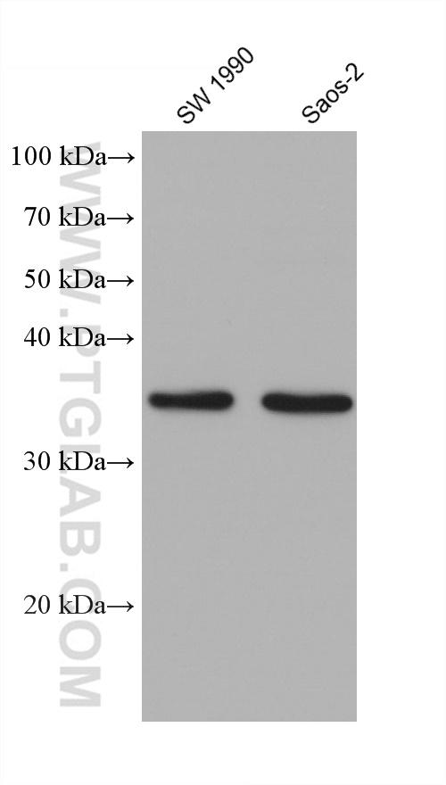 WB analysis using 68550-1-Ig