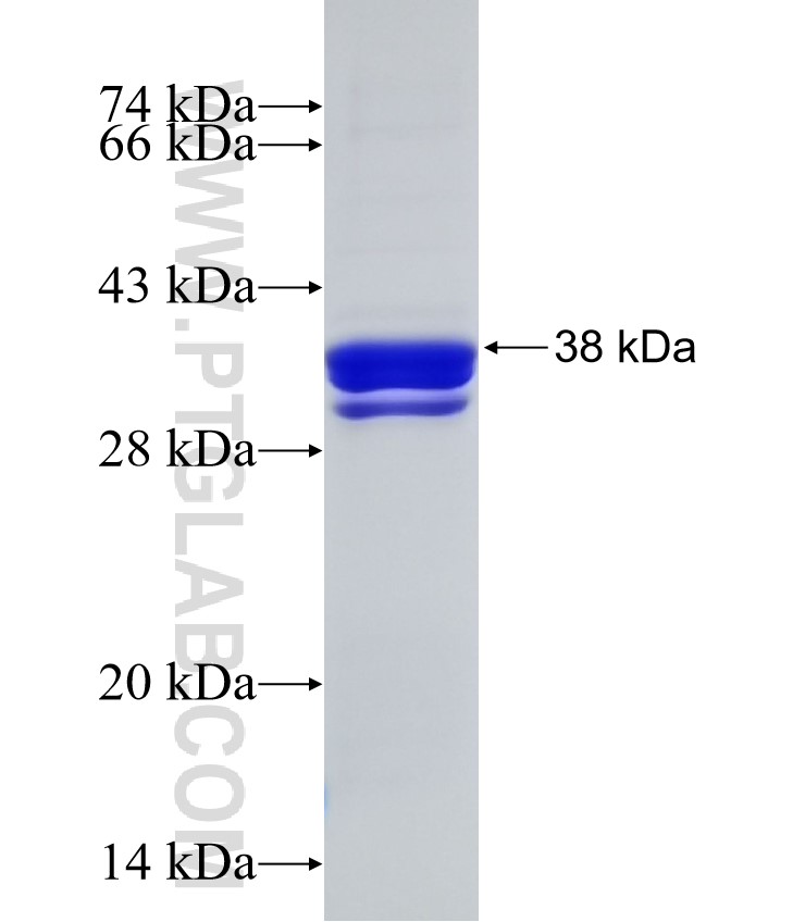 MSX2 fusion protein Ag33220 SDS-PAGE