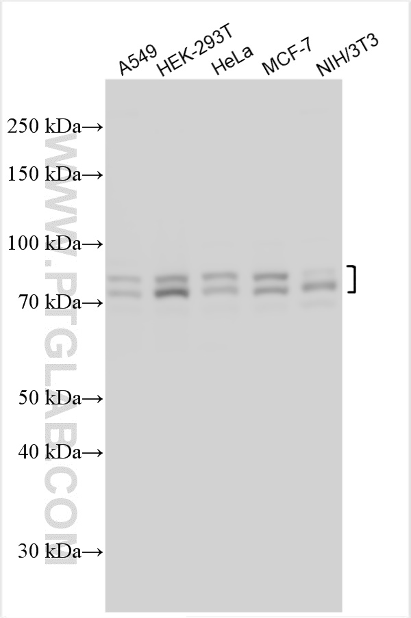 WB analysis using 30545-1-AP