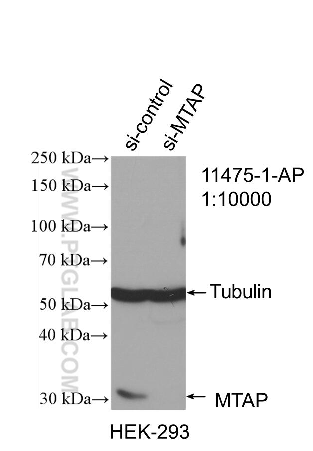 WB analysis of HEK-293 using 11475-1-AP