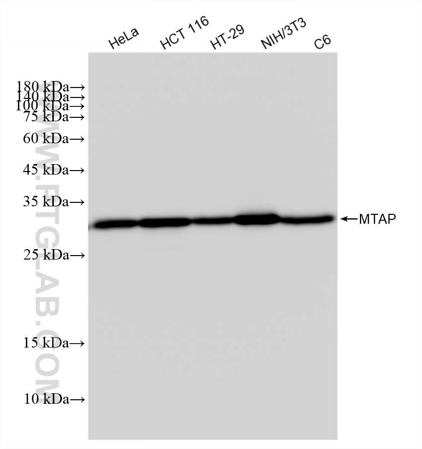 WB analysis using 83005-1-RR (same clone as 83005-1-PBS)