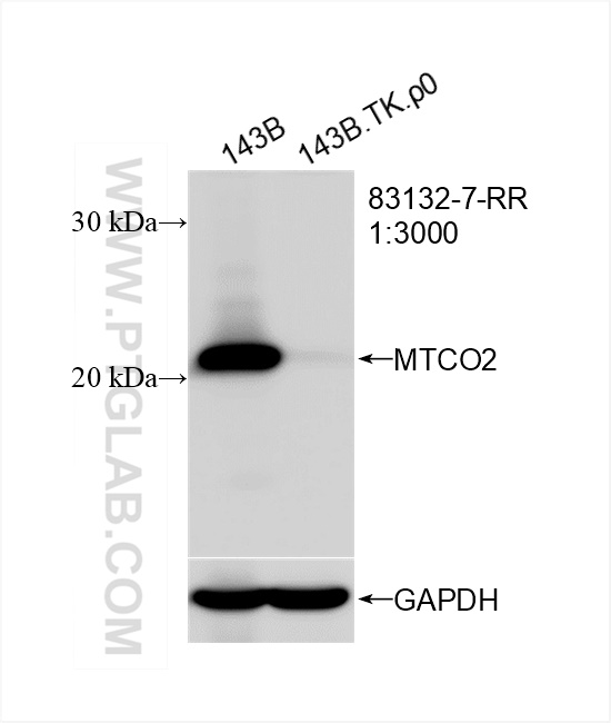 WB analysis of 143B.TK.P0 using 83132-7-RR