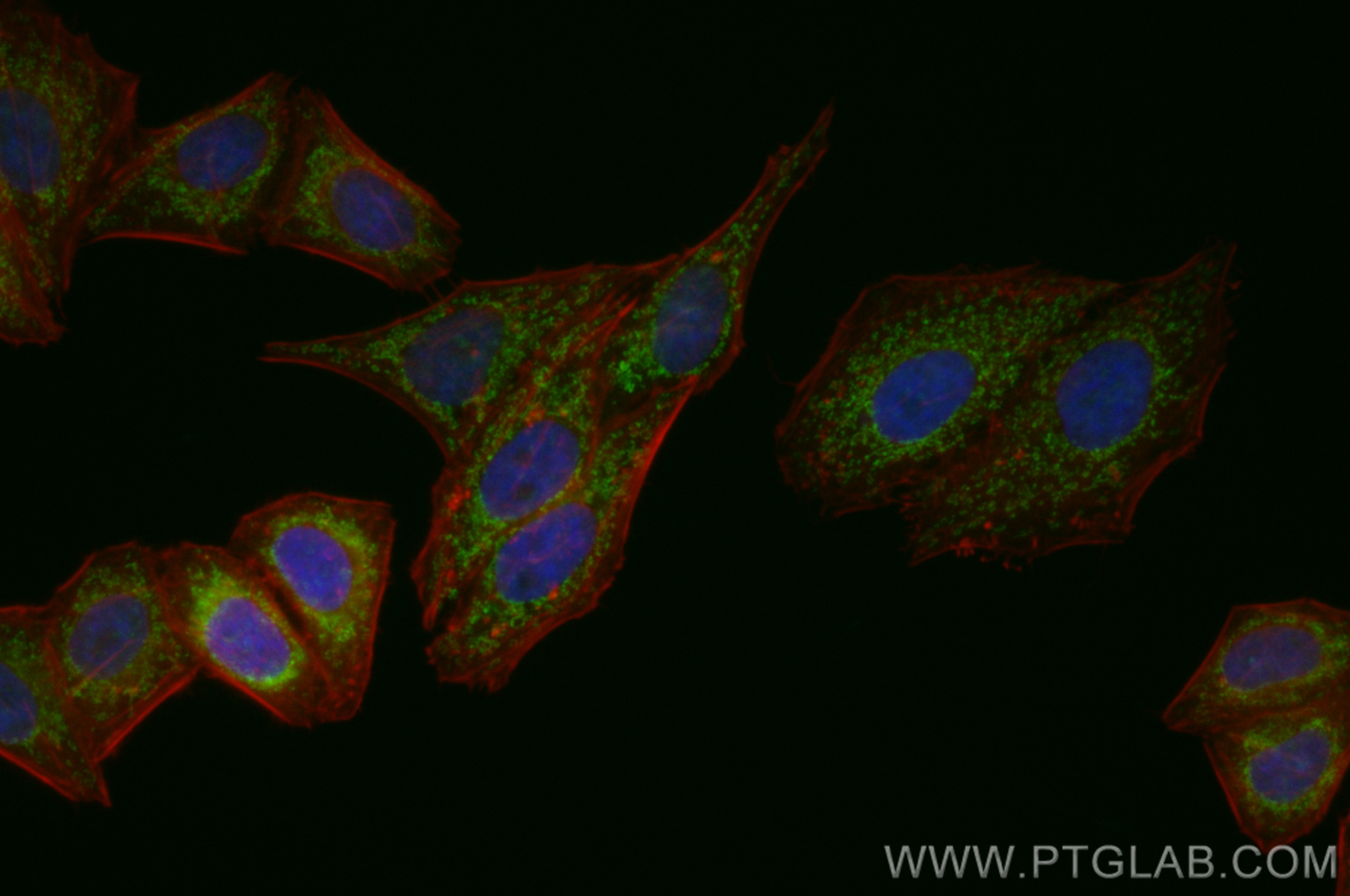 IF Staining of HepG2 using CL488-83132-7
