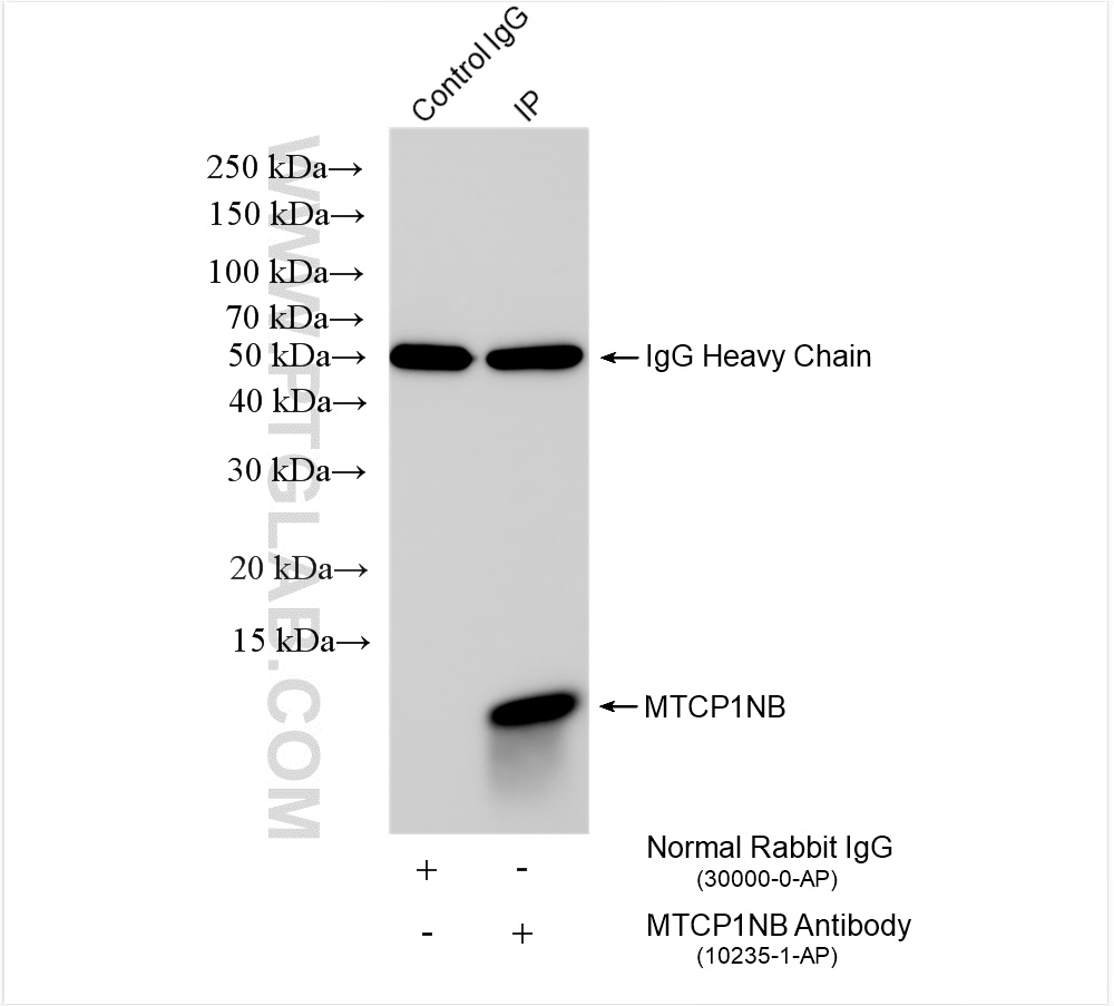 IP experiment of HEK-293T using 10235-1-AP