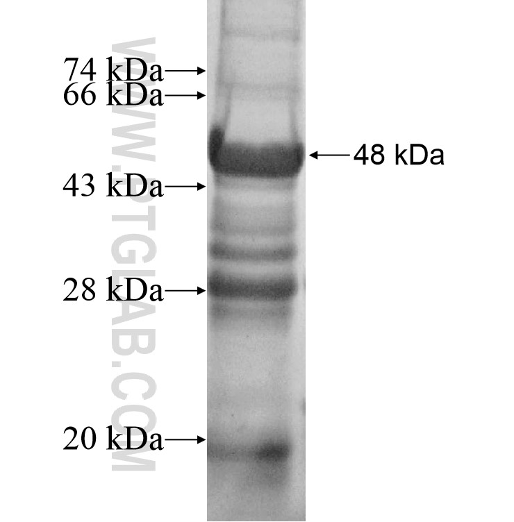 MTFR1 fusion protein Ag10857 SDS-PAGE