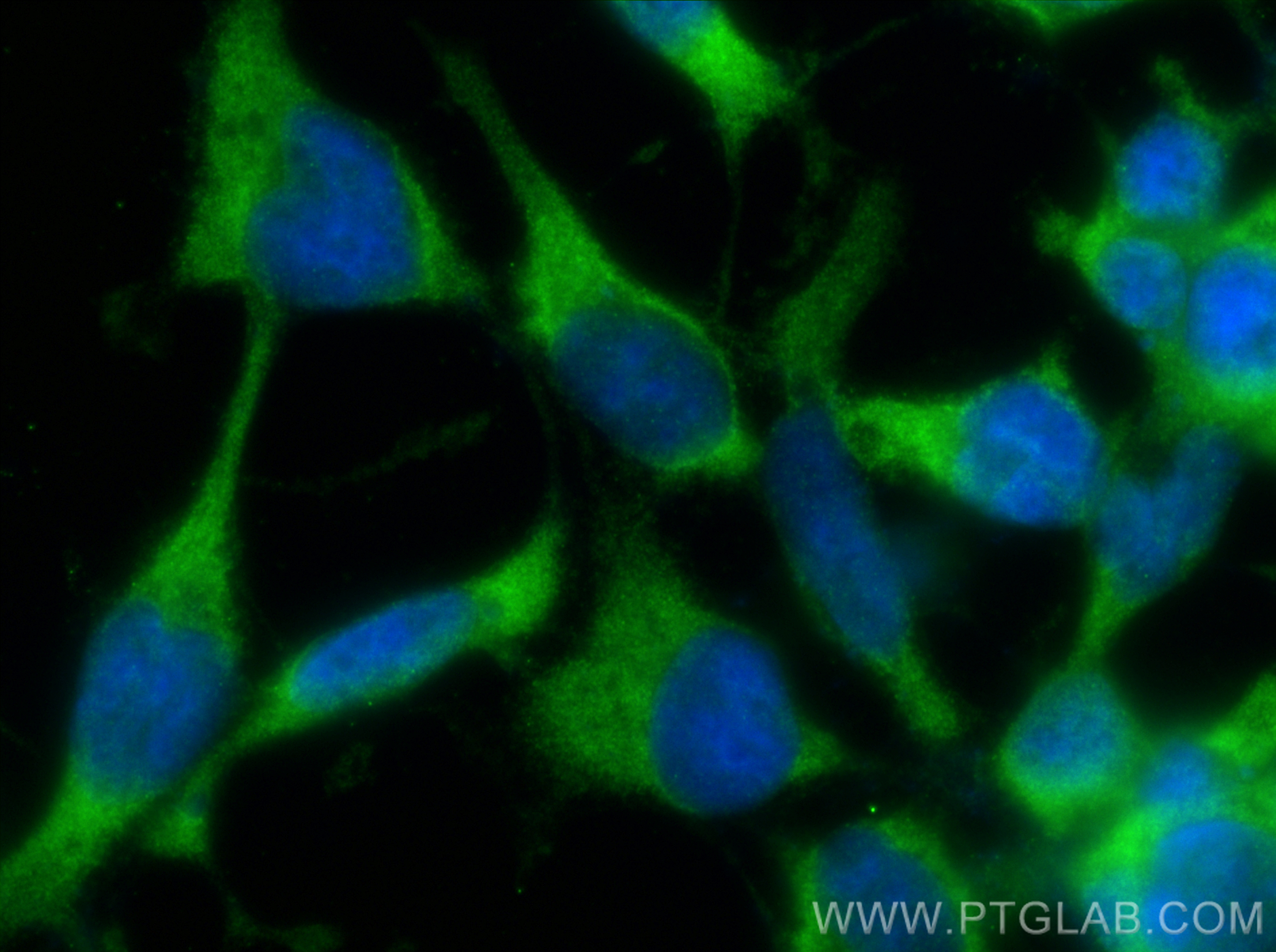 IF Staining of HEK-293 using 10794-1-AP