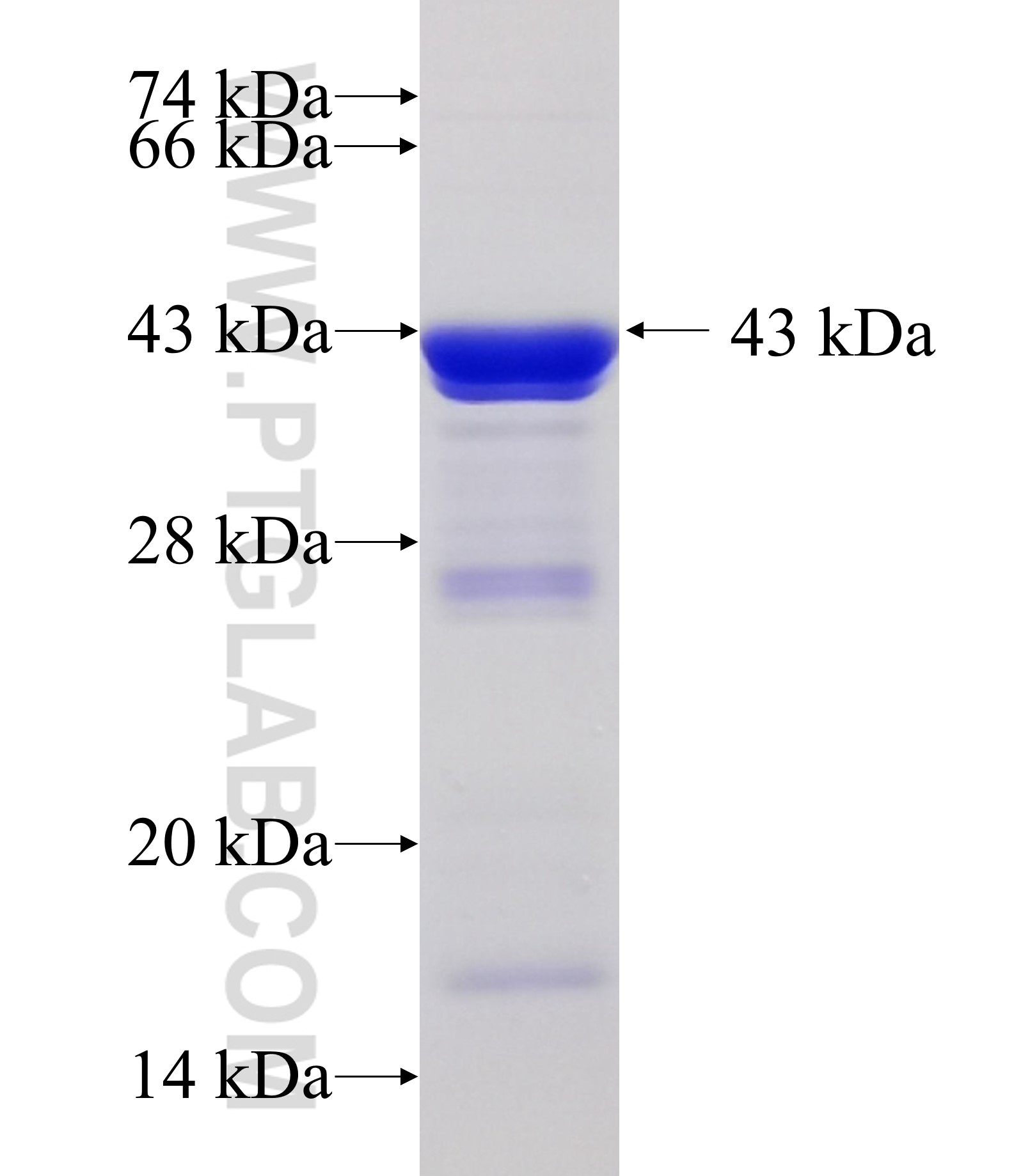 MTHFD2 fusion protein Ag33605 SDS-PAGE