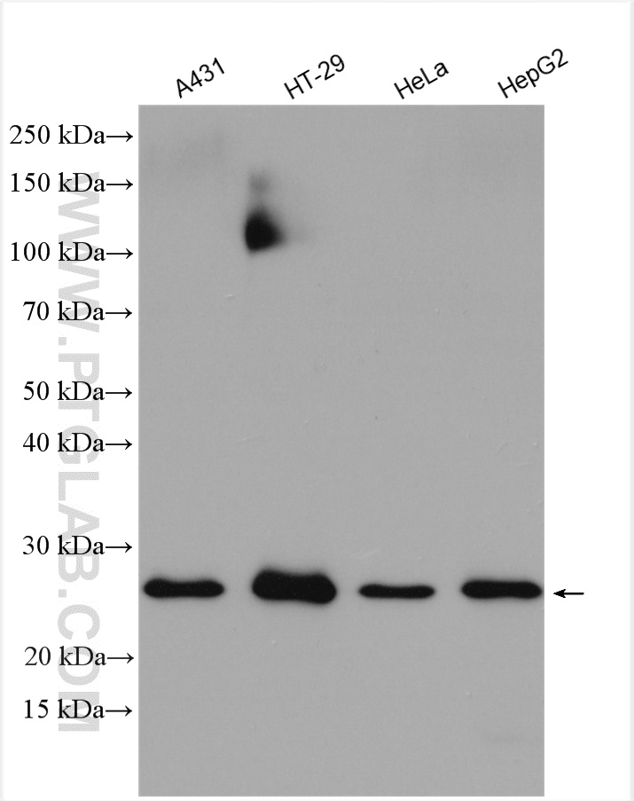 WB analysis using 14219-1-AP