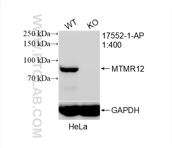 WB analysis of HeLa using 17552-1-AP