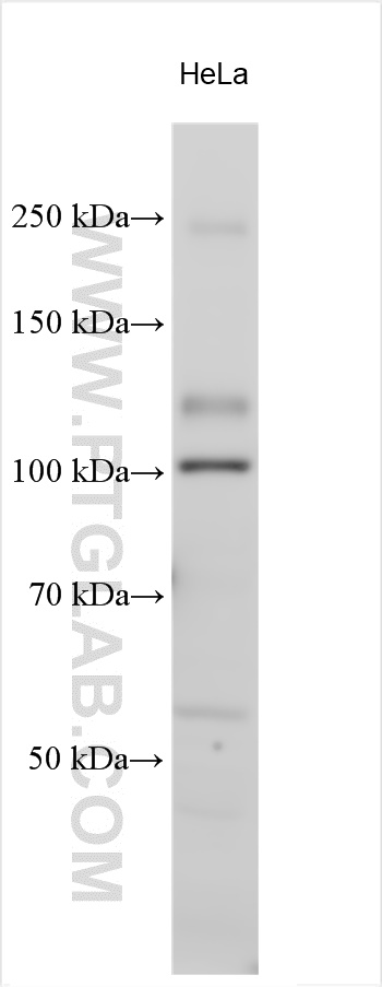 WB analysis using 17600-1-AP