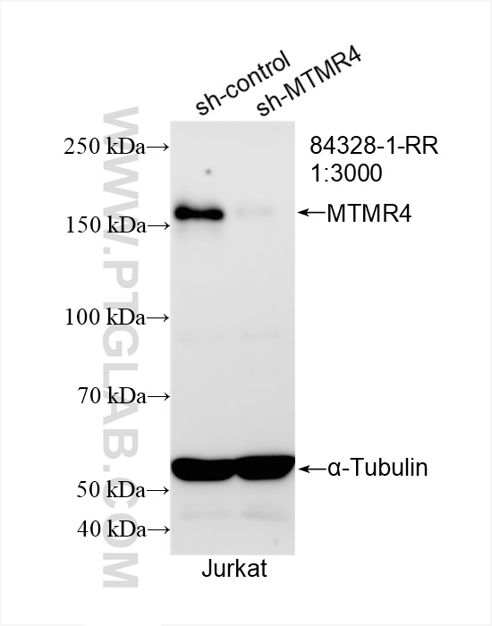 WB analysis of Jurkat using 84328-1-RR