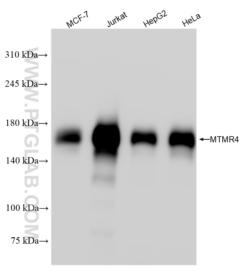 WB analysis using 84328-1-RR