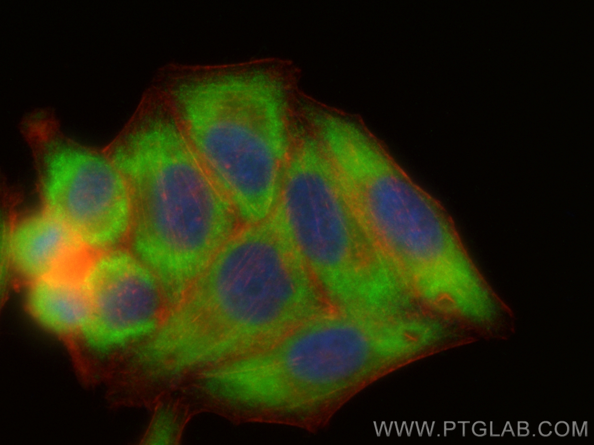 IF Staining of HepG2 using CL488-84328