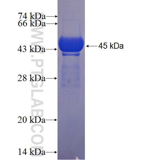 MTMR7 fusion protein Ag23170 SDS-PAGE