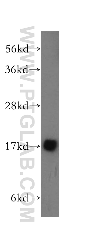 WB analysis of mouse skeletal muscle using 14257-1-AP