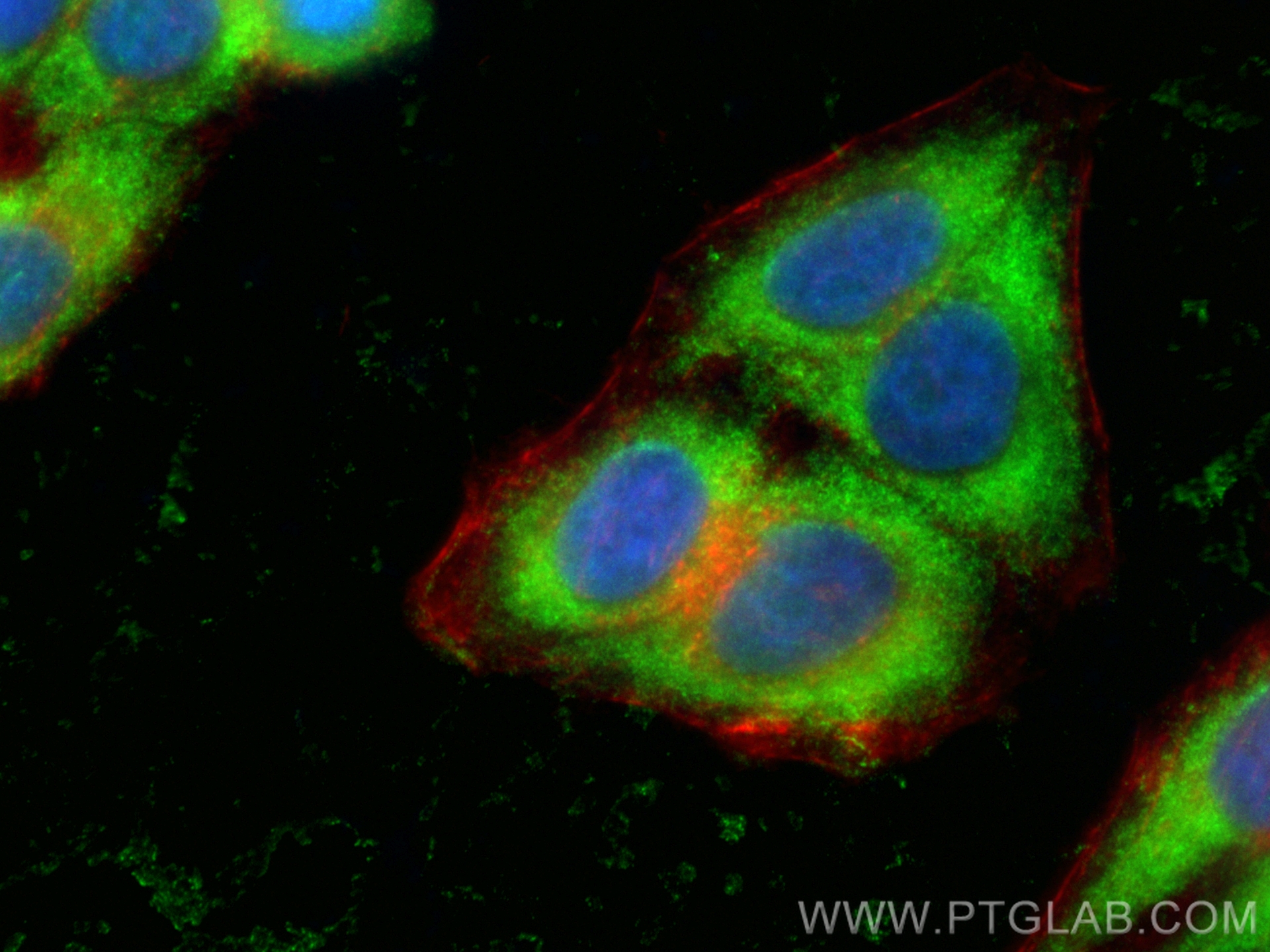 IF Staining of HepG2 using CL488-13508