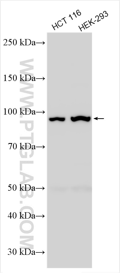 WB analysis using 55487-1-AP