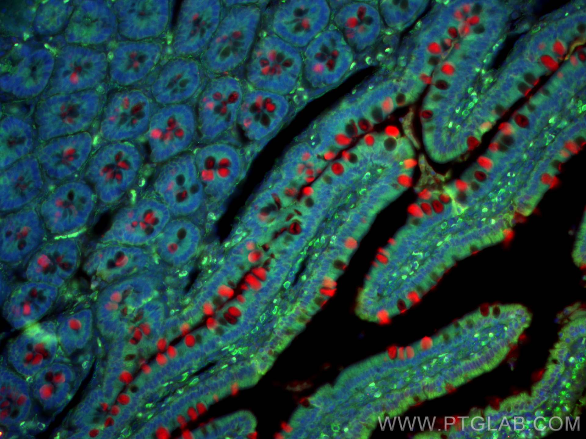 IF Staining of rat small intestine using 27675-1-AP