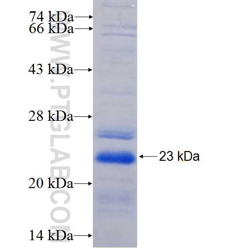 MUC2 fusion protein Ag25800 SDS-PAGE